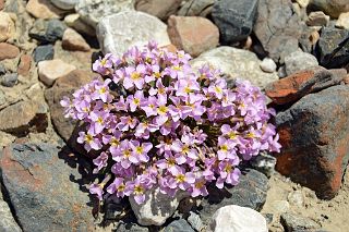 10 Pink Flowers Near Gasherbrum North Base Camp in China